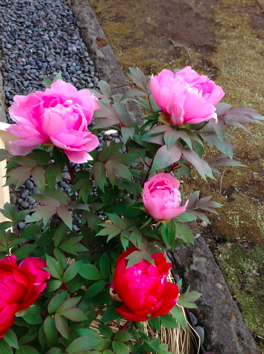 a0146493_8273173.png