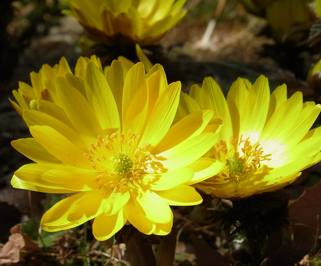 フクジュソウの花の気になること_d0163696_2352218.jpg