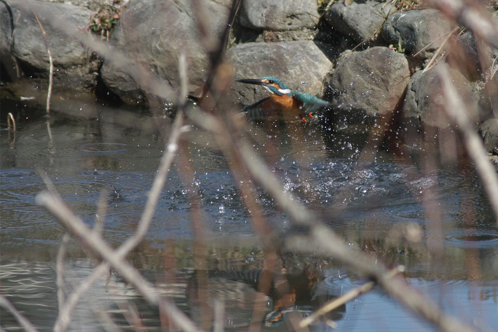 枝かぶり　　　　　　　　　　　　　　　　　　　　　　　2013-03-11_f0095702_1624729.jpg