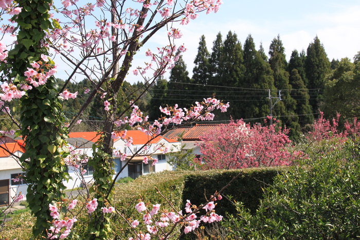 a0281511_1417040.jpg