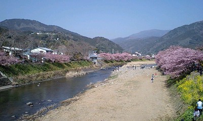 河津桜～　川沿い桜編～_f0210439_1514112.jpg