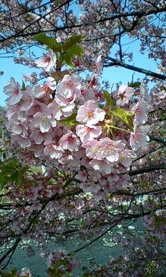 河津桜～　川沿い桜編～_f0210439_1532820.jpg