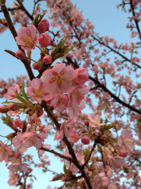 桜ライン311_e0209043_18125764.jpg