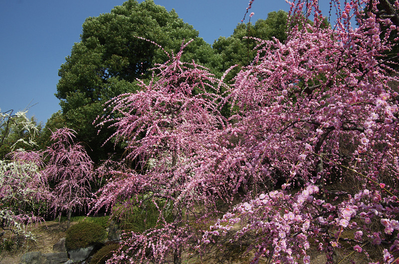 春爛漫・城南宮(春の山編)_f0155048_2242894.jpg