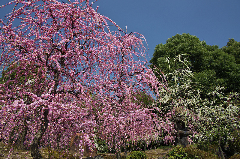 春爛漫・城南宮(春の山編)_f0155048_22451975.jpg