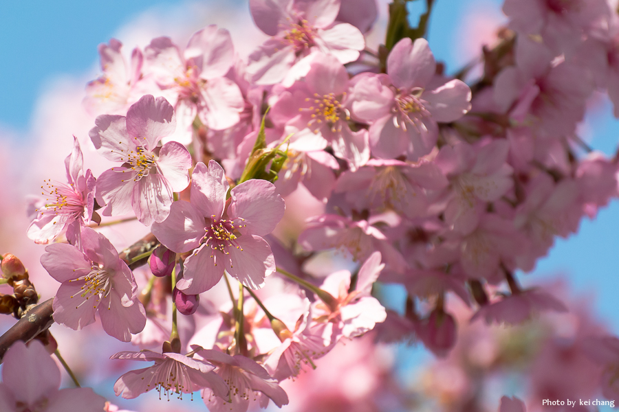 三浦海岸の河津桜_c0285655_1724782.jpg