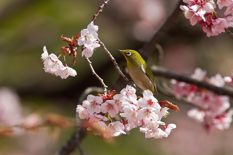 大寒桜とメジロ_f0044056_1853239.jpg