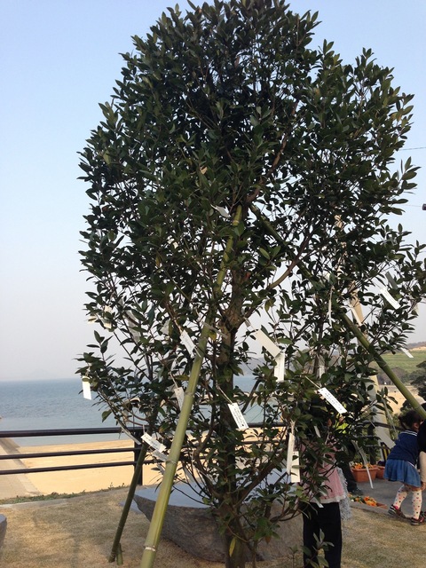 国東半島アートプロジェクト2012 その2_d0069964_18351876.jpg