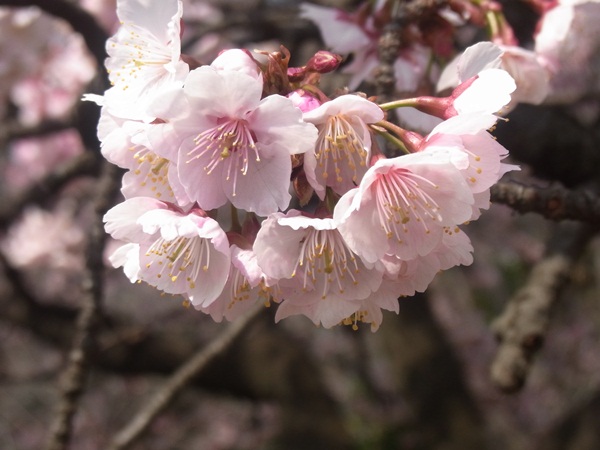 新宿御苑の梅と桜と大温室～その2_e0153367_1311074.jpg