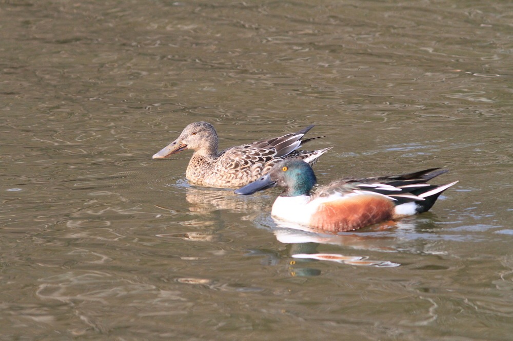 ハシビロガモなど　　　2013.3.3富津その２_a0146869_22563429.jpg