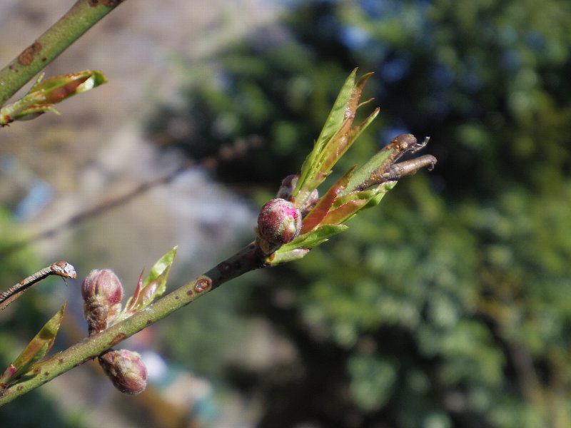 梅桃桜_b0084270_74341.jpg