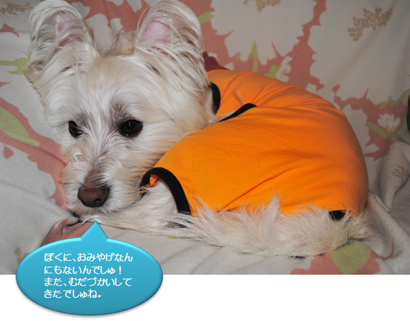 b0242873_1575534.png