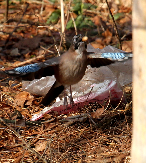 カケスの採餌_d0262476_51727.jpg