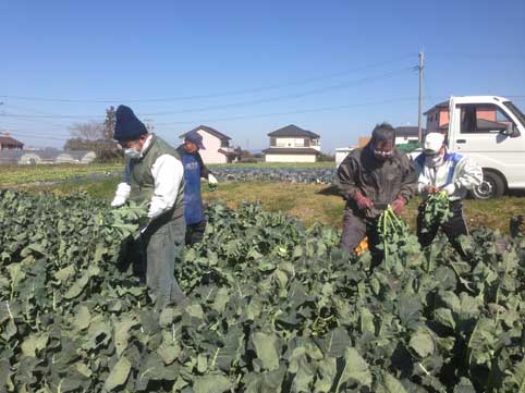 3.11　東日本大震災　14:46ブロッコリー取りながら　「黙祷」・・・_b0120982_2264454.jpg