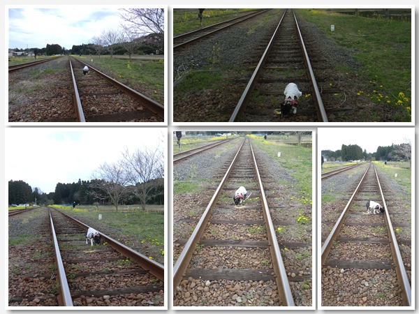 2012年4月房総くるま旅_菜の花とさくらといすみ鉄道_b0033186_15231685.jpg