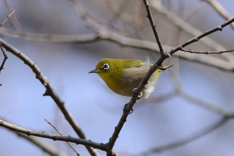 探鳥会 椿メジロ_c0260386_2312885.jpg