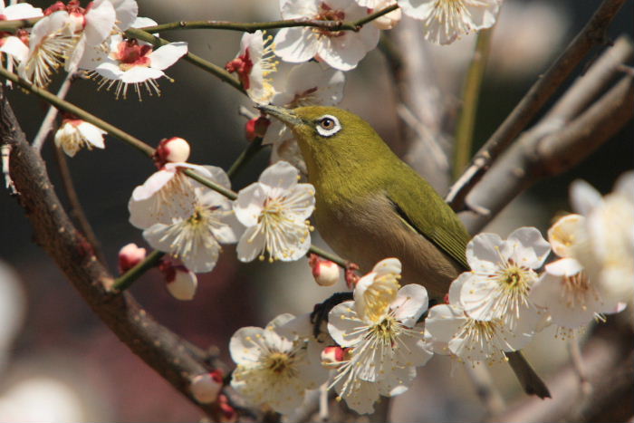 2013年３月6日　ウメジロ！　その２_c0241488_230295.jpg