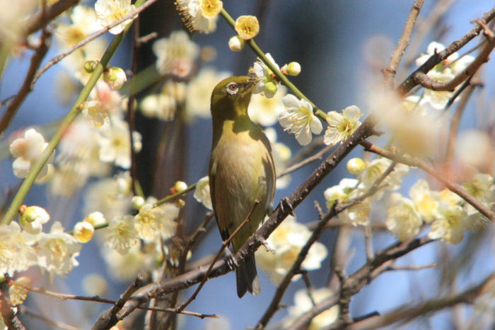 2013年３月6日　ウメジロ！　その２_c0241488_232133.jpg