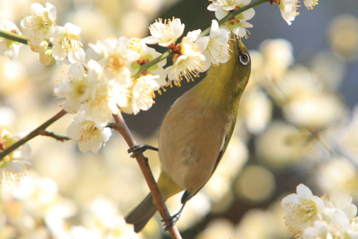 2013年３月6日　ウメジロ！　その３_c0241488_2385734.jpg