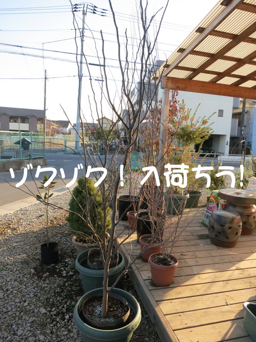 借金して仕入れしたった。_b0200291_19491419.jpg