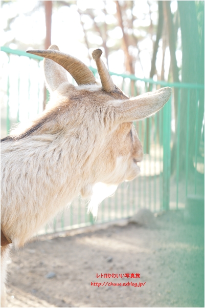 レトロかわいい写真旅　～むさしの村　動物編～_f0224192_056351.jpg