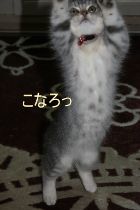 届かなかった。。_c0178104_12515774.jpg