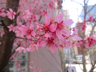 早咲きの桜を見ました♪_a0158805_047414.jpg