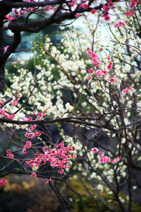 a0263109_11174937.jpg