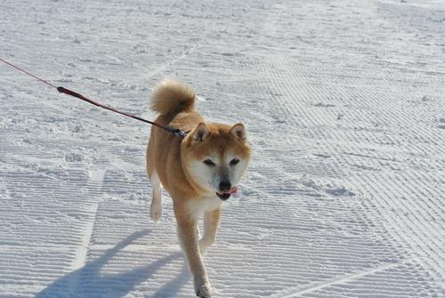 さつきと雪_f0004309_12355952.jpg