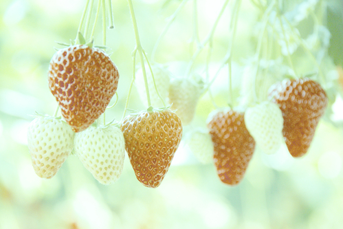 レトロかわいい写真旅　むさしの村_c0186410_12135749.jpg