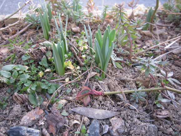 薔薇の剪定　今年はひざの高さを目安に・・・６時間_f0251010_1815483.jpg