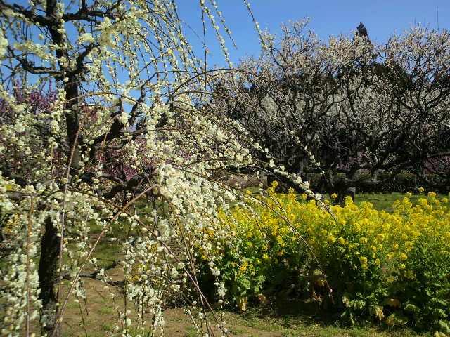 岡山町の田口梅林園_e0099212_22311540.jpg