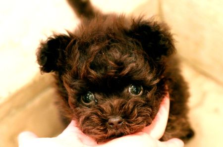 puppy\'s for sale!_d0060413_21351099.jpg