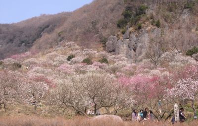 梅も満開、花粉も全開!_e0234016_16261728.jpg