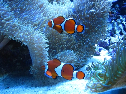 大分マリ－ンパレス水族館「うみたまご」_a0105023_1295966.jpg