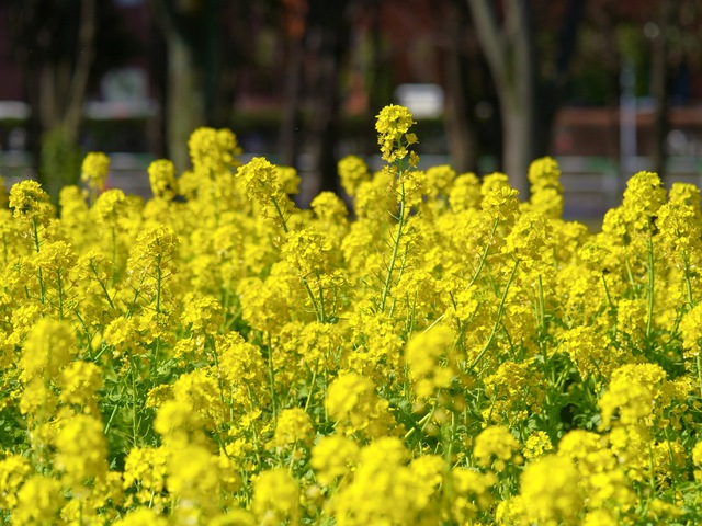 春は菜の花_b0191026_1338640.jpg