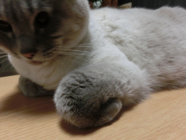 c0006826_6375040.jpg