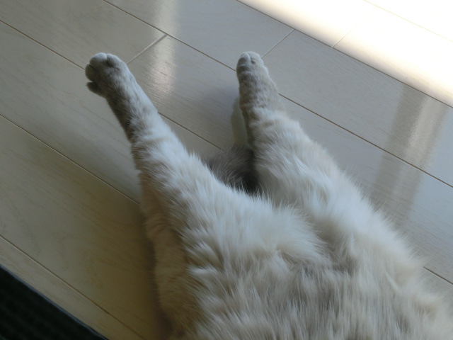 c0006826_6432263.jpg