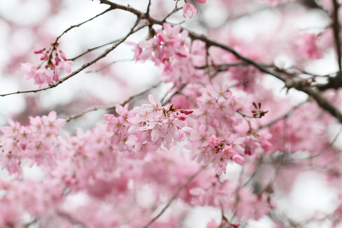 宇治桜色 －恵心院－_b0169330_23122688.jpg