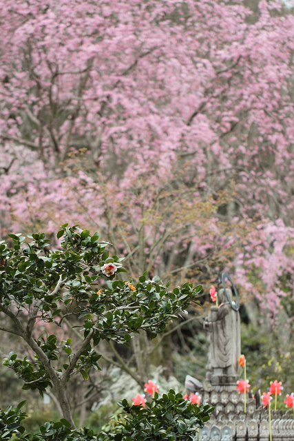 宇治桜色 －恵心院－_b0169330_23125340.jpg