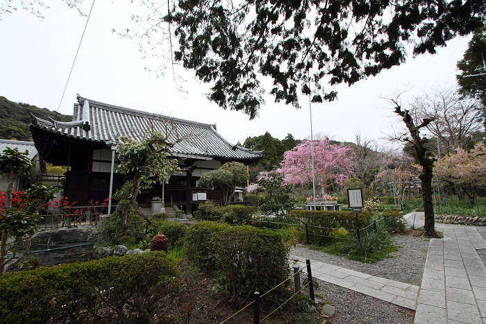 宇治桜色 －恵心院－_b0169330_23134310.jpg