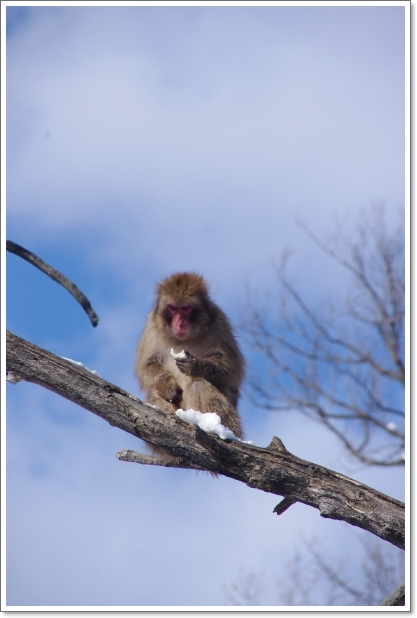 円山動物園　\'13.02.26-12　ニホンサル_f0218836_21332230.jpg