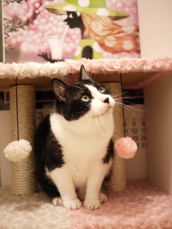 【ゆきねこ雑貨店】まるまるふわふわキャットタワー猫 空しぇる編。_a0143140_233702.jpg