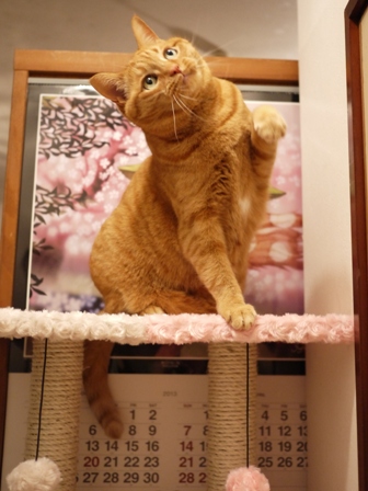 【ゆきねこ雑貨店】まるまるふわふわキャットタワー猫 空しぇる編。_a0143140_23453624.jpg