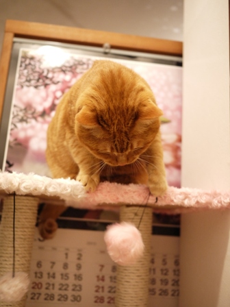 【ゆきねこ雑貨店】まるまるふわふわキャットタワー猫 空しぇる編。_a0143140_23465789.jpg