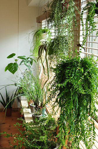 ベストハンギング 植物 屋外 すべての美しい花の画像