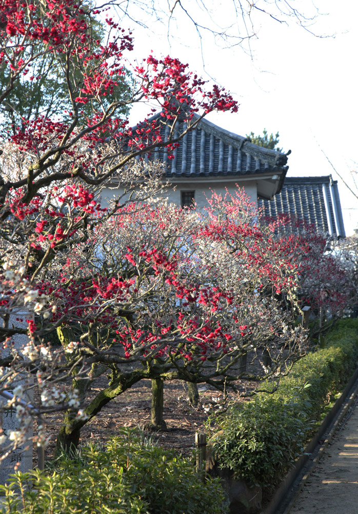 大阪　藤井寺市　道明寺天満宮　梅_c0108146_21462545.jpg