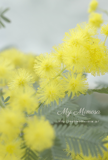 My Mimosa!_d0124248_19172139.jpg