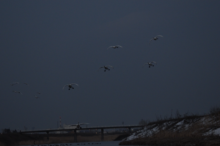 20130227 白鳥 富山県富山市婦中町長沢 3/5_a0263952_19233045.jpg