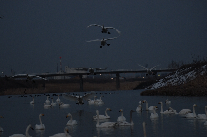 20130227 白鳥 富山県富山市婦中町長沢 3/5_a0263952_19233662.jpg